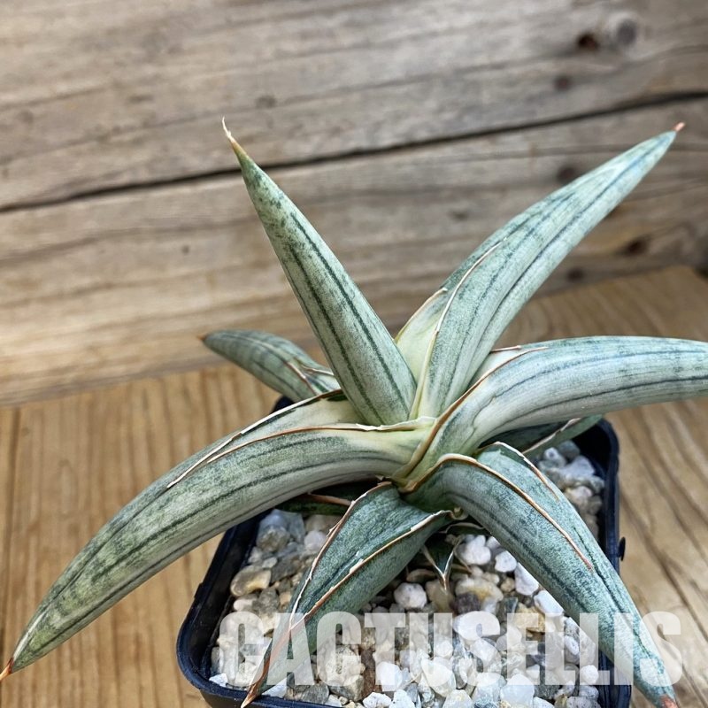 SH34360 Sansevieria ‘Silver Clone’