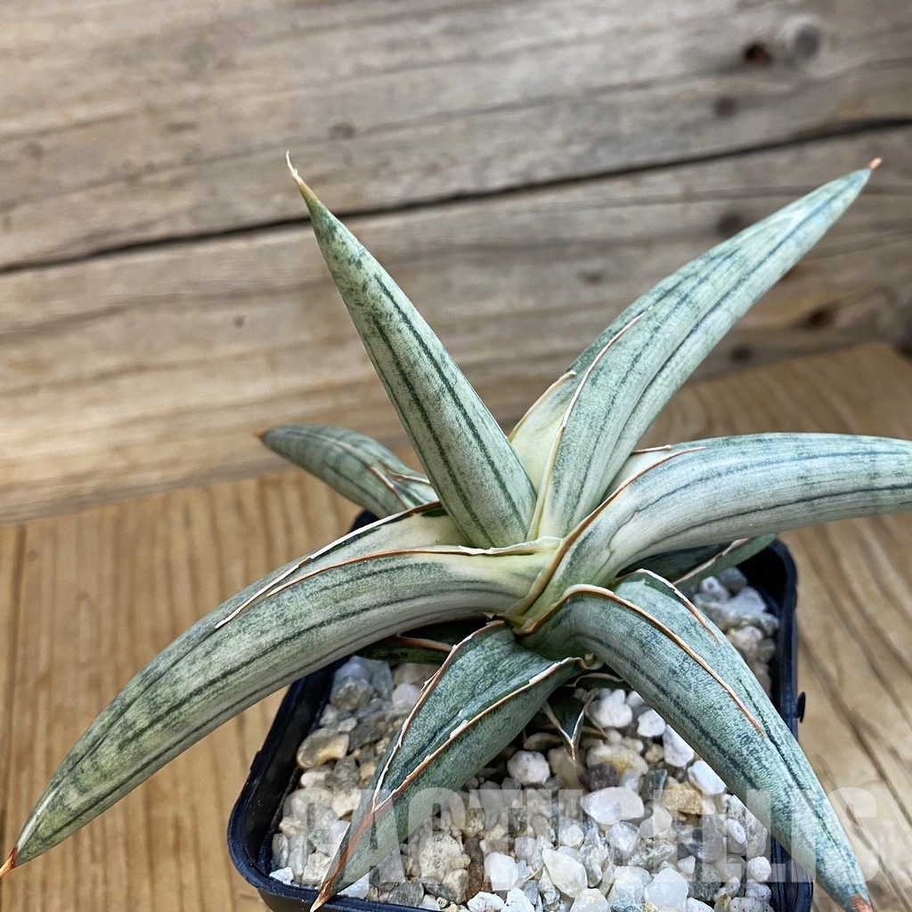 SH34360 Sansevieria ‘Silver Clone’