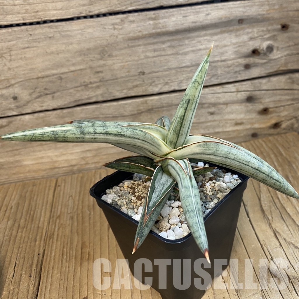 SH34360 Sansevieria ‘Silver Clone’ - Image 2