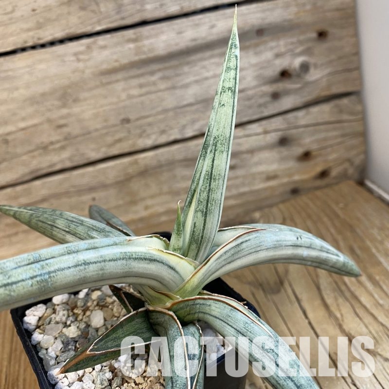 SH34361 Sansevieria ‘Silver Clone’