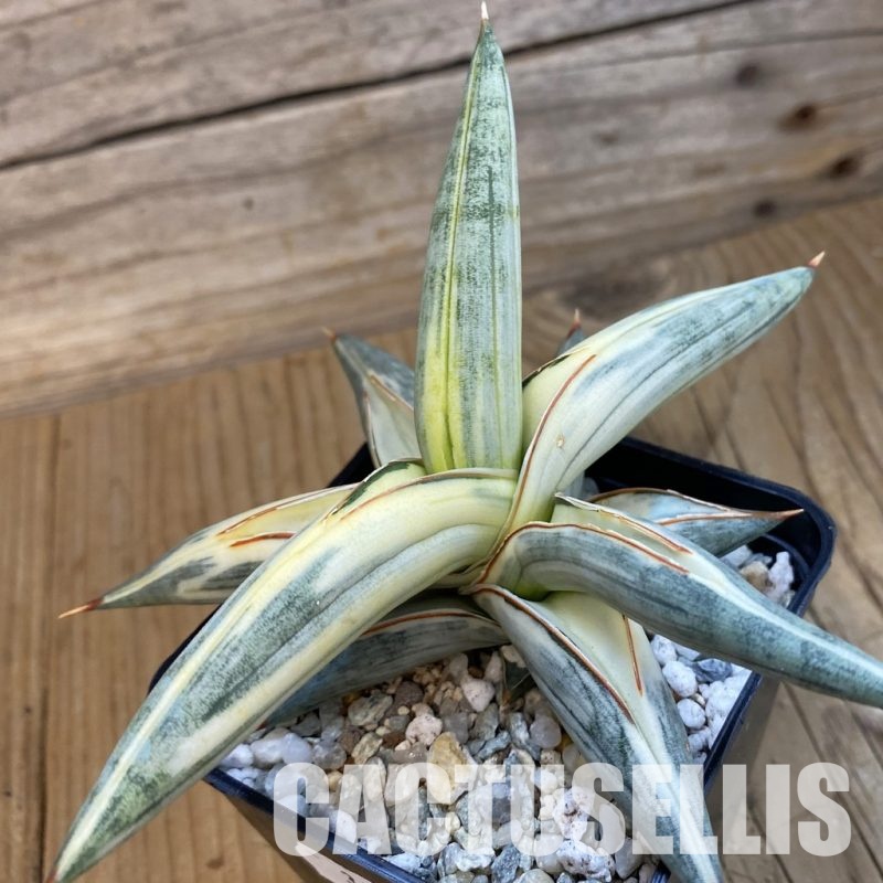 SH34362 Sansevieria ‘Blue Clone’ f. variegata