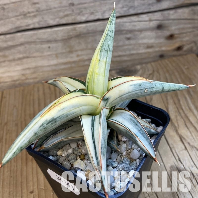 SH34363 Sansevieria ‘Blue Clone’ f. variegata