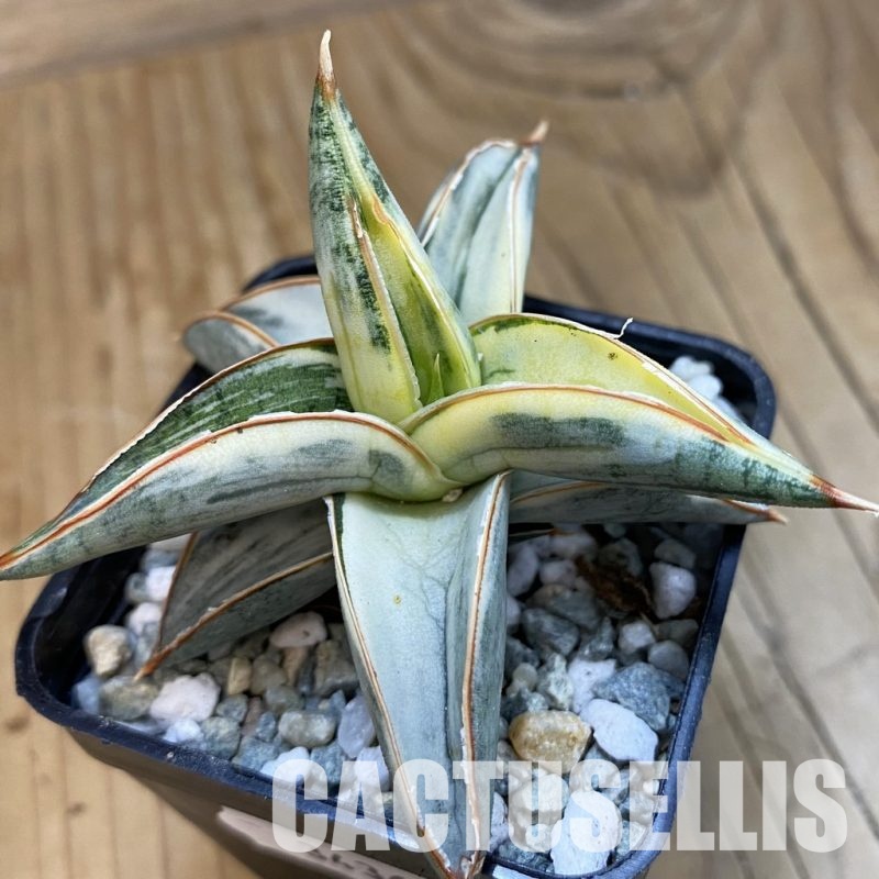 SH34364 Sansevieria ‘Blue Clone’ f. variegata