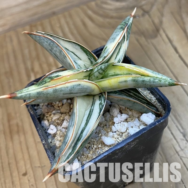 SH34365 Sansevieria ‘Blue Clone’ f. variegata