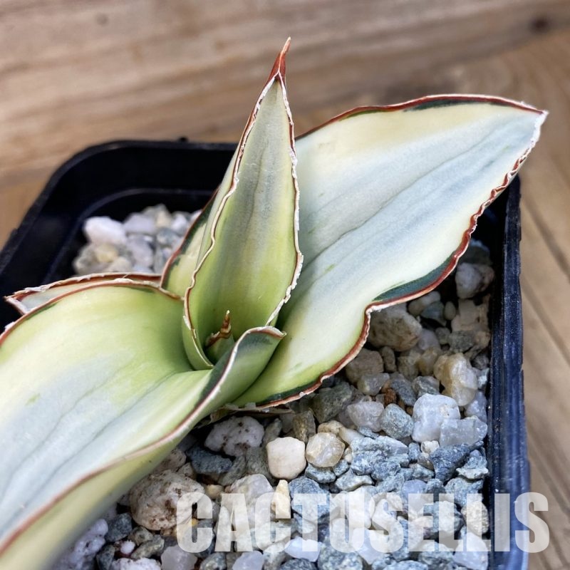 SH34366 Sansevieria robusta ‘White’