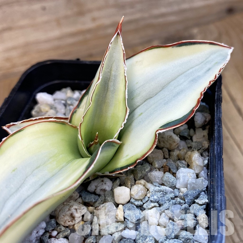 SH34366 Sansevieria robusta ‘White’