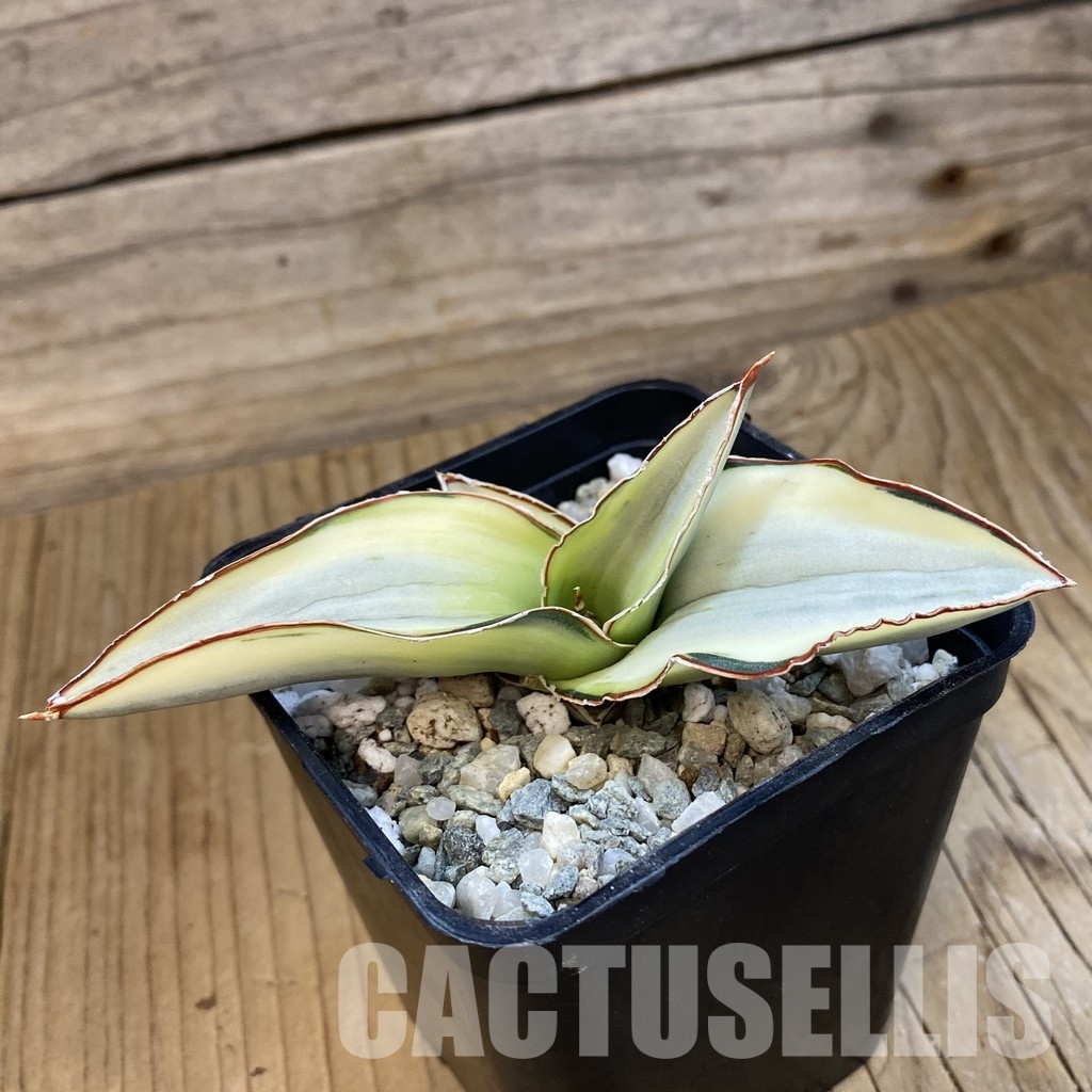 SH34366 Sansevieria robusta ‘White’ - Image 2