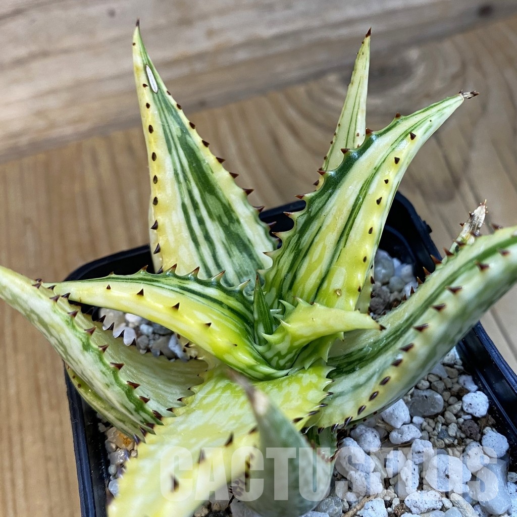 SH34367 Aloe somaliensis f. variegata