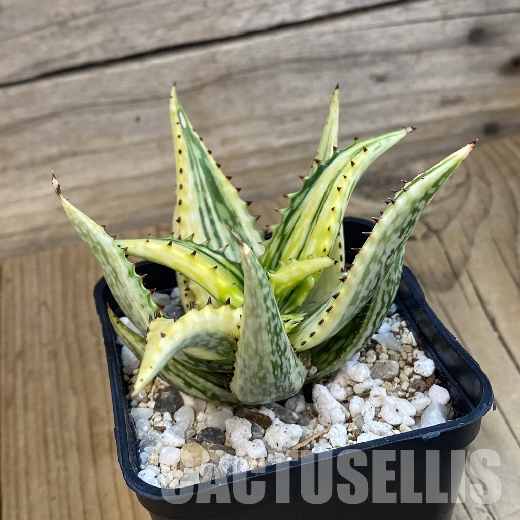 SH34367 Aloe somaliensis f. variegata - Image 2
