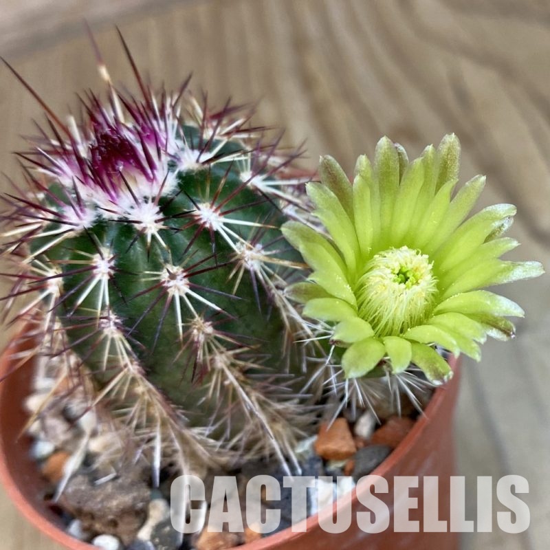 SH34368 Echinocereus chloranthus -Doña Ana-