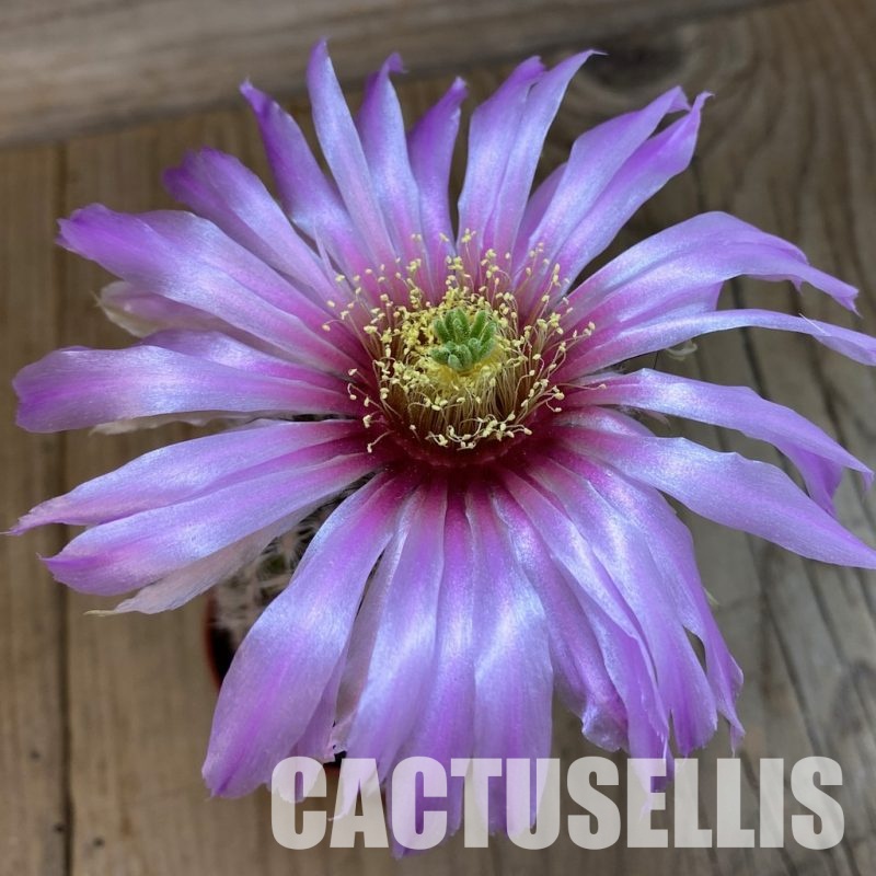 SH34369 Echinocereus reichenbachii hybrid
