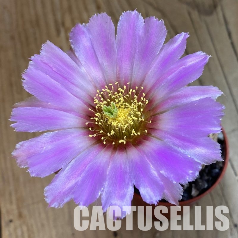 SH34370 Echinocereus chloranthus -Doña Ana-
