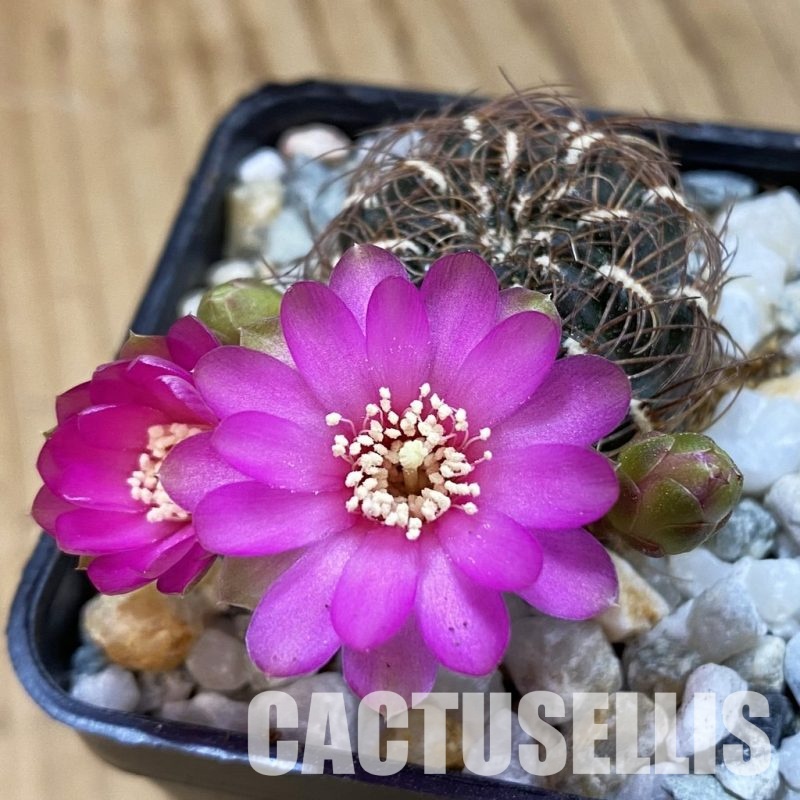 SH34371 Sulcorebutia crispata