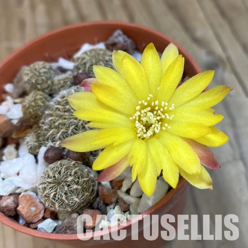 SH34372 Sulcorebutia langeri