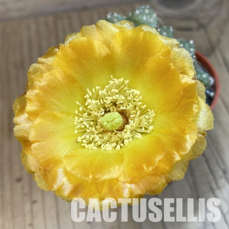 SH34373 Cumulopuntia pentlandii
