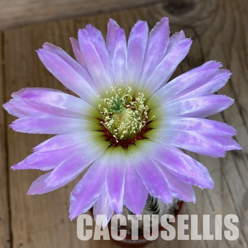 SH34374 Echinocereus dasyacanthus -Brewster-