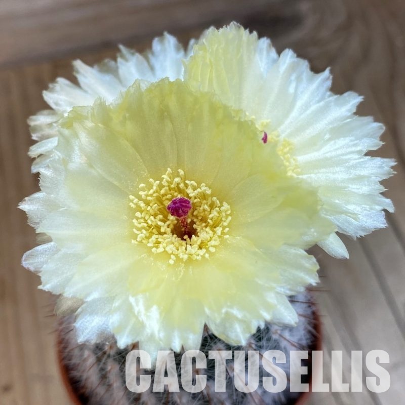 SH34375 Parodia scopa