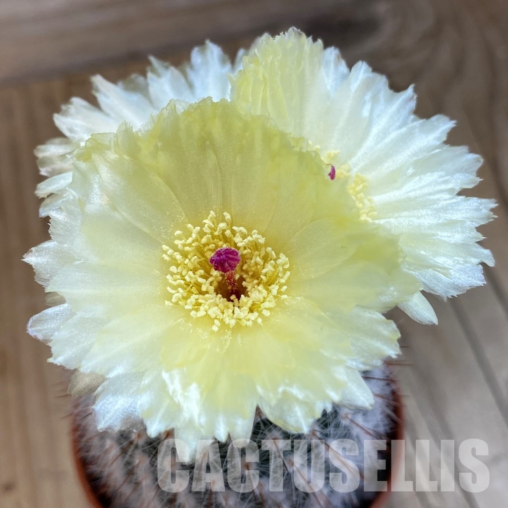 SH34375 Parodia scopa