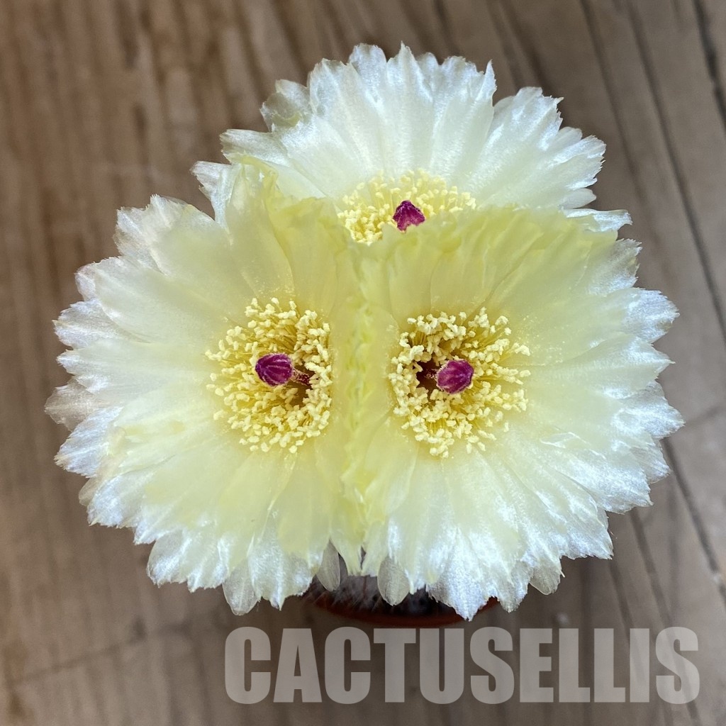 SH34375 Parodia scopa - Image 2