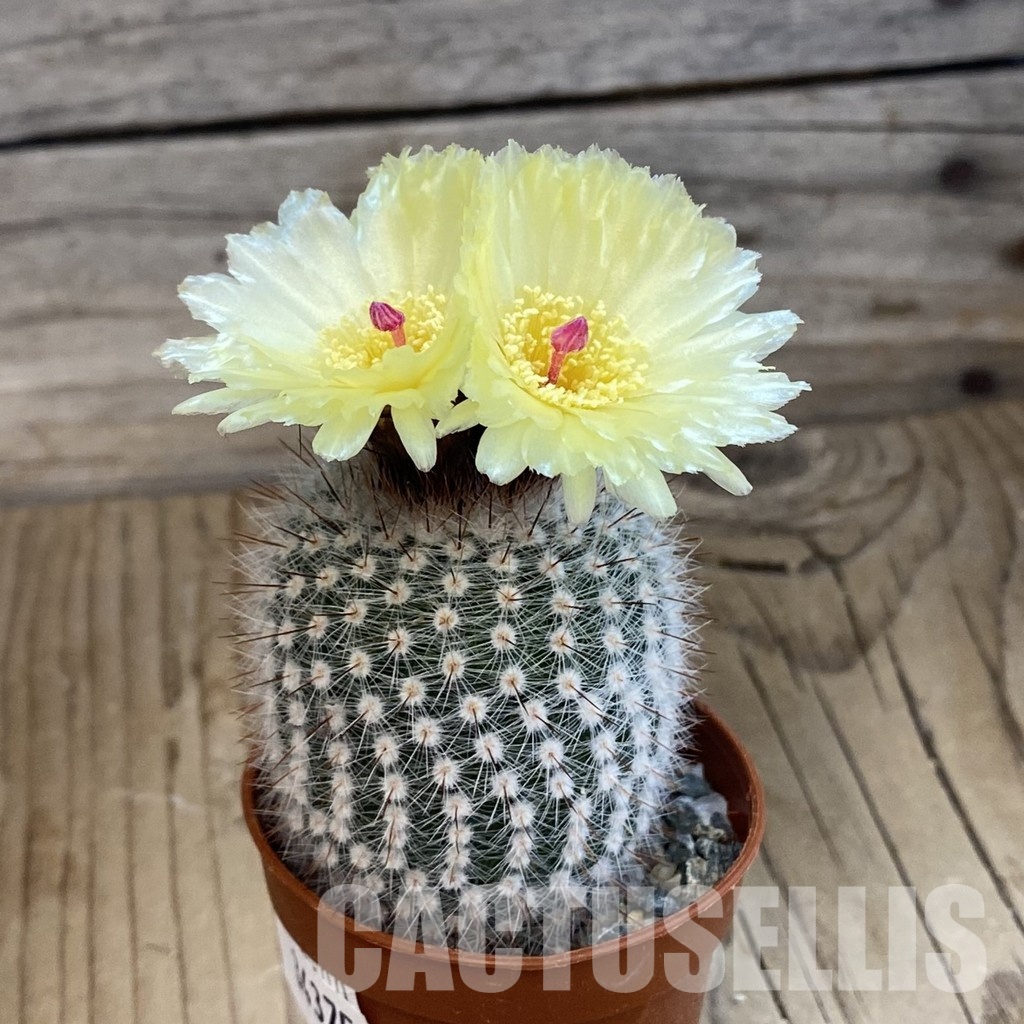 SH34375 Parodia scopa - Image 3