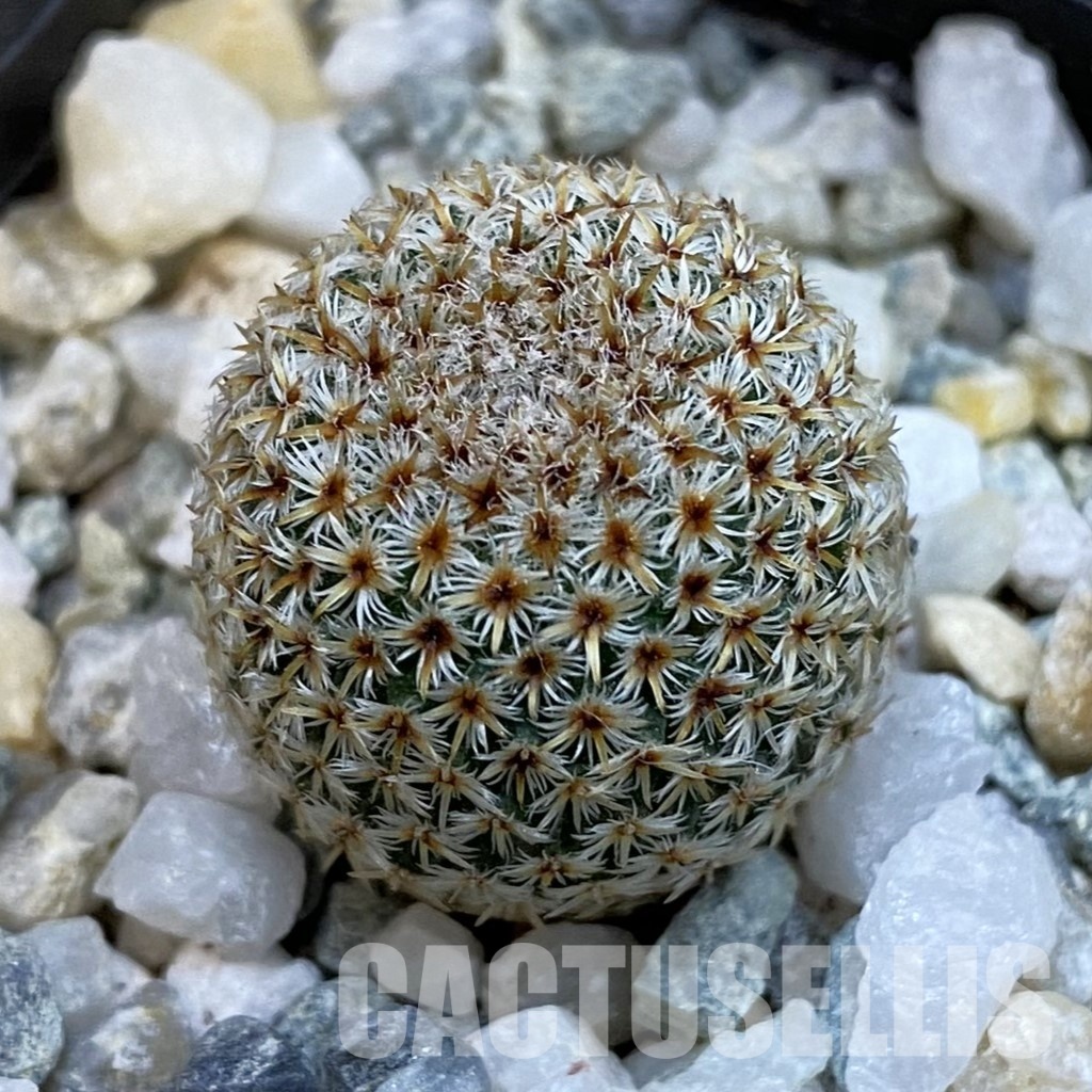 SH34293 Mammillaria crucigera