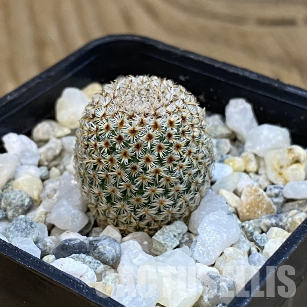 SH34293 Mammillaria crucigera - Image 2