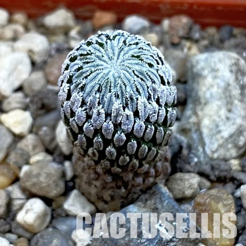 SH34296 Pelecyphora aselliformis