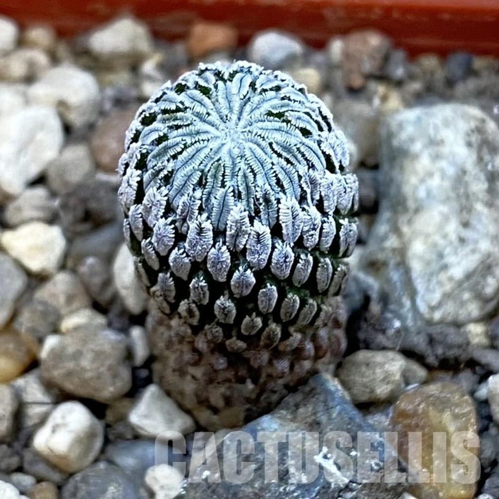 SH34296 Pelecyphora aselliformis