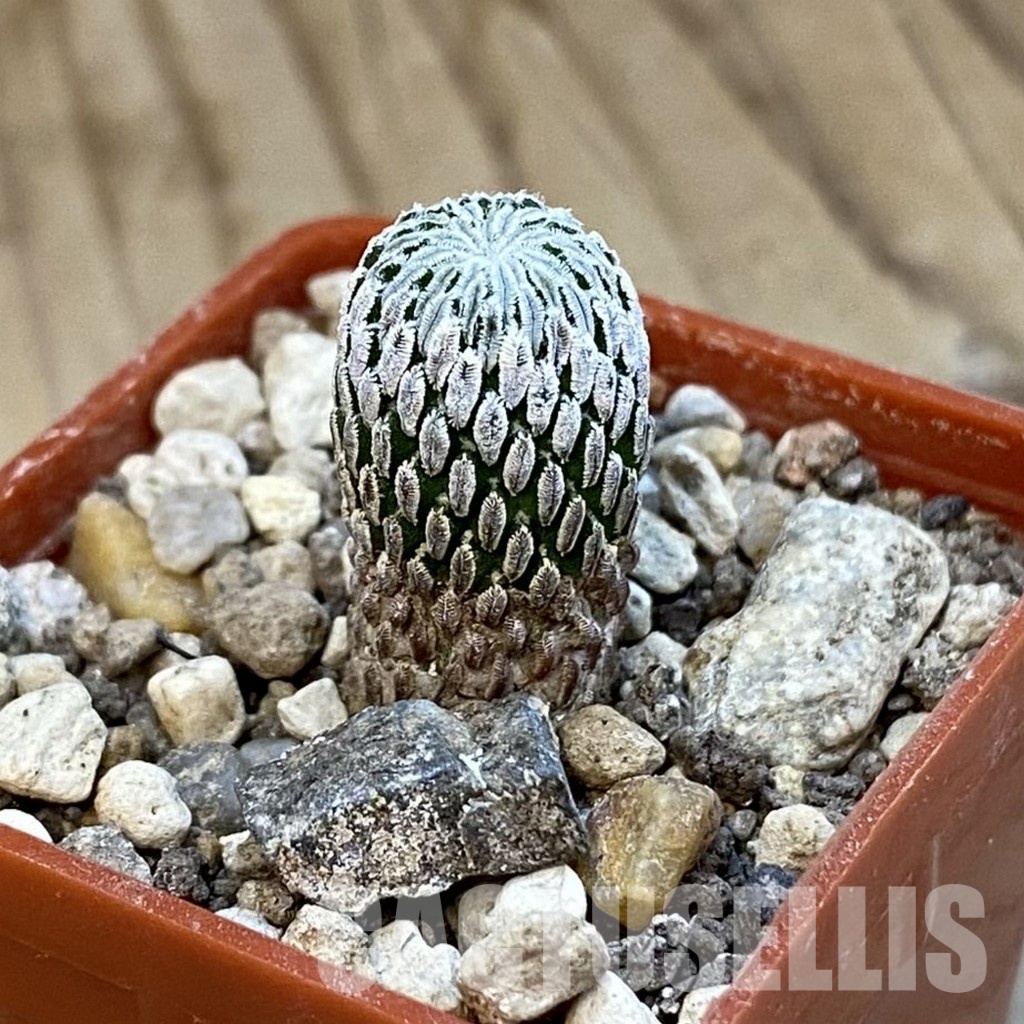 SH34296 Pelecyphora aselliformis - Image 2