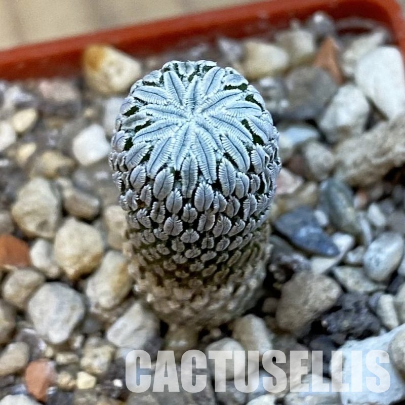 SH34297 Pelecyphora aselliformis