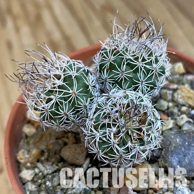 SH34285 Turbinicarpus krainzianus