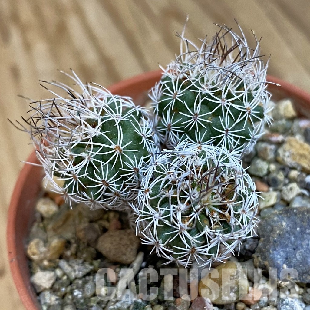 SH34285 Turbinicarpus krainzianus