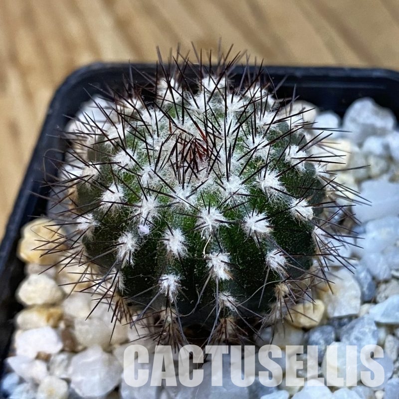SH34300 Uebelmannia pectinifera, seedling