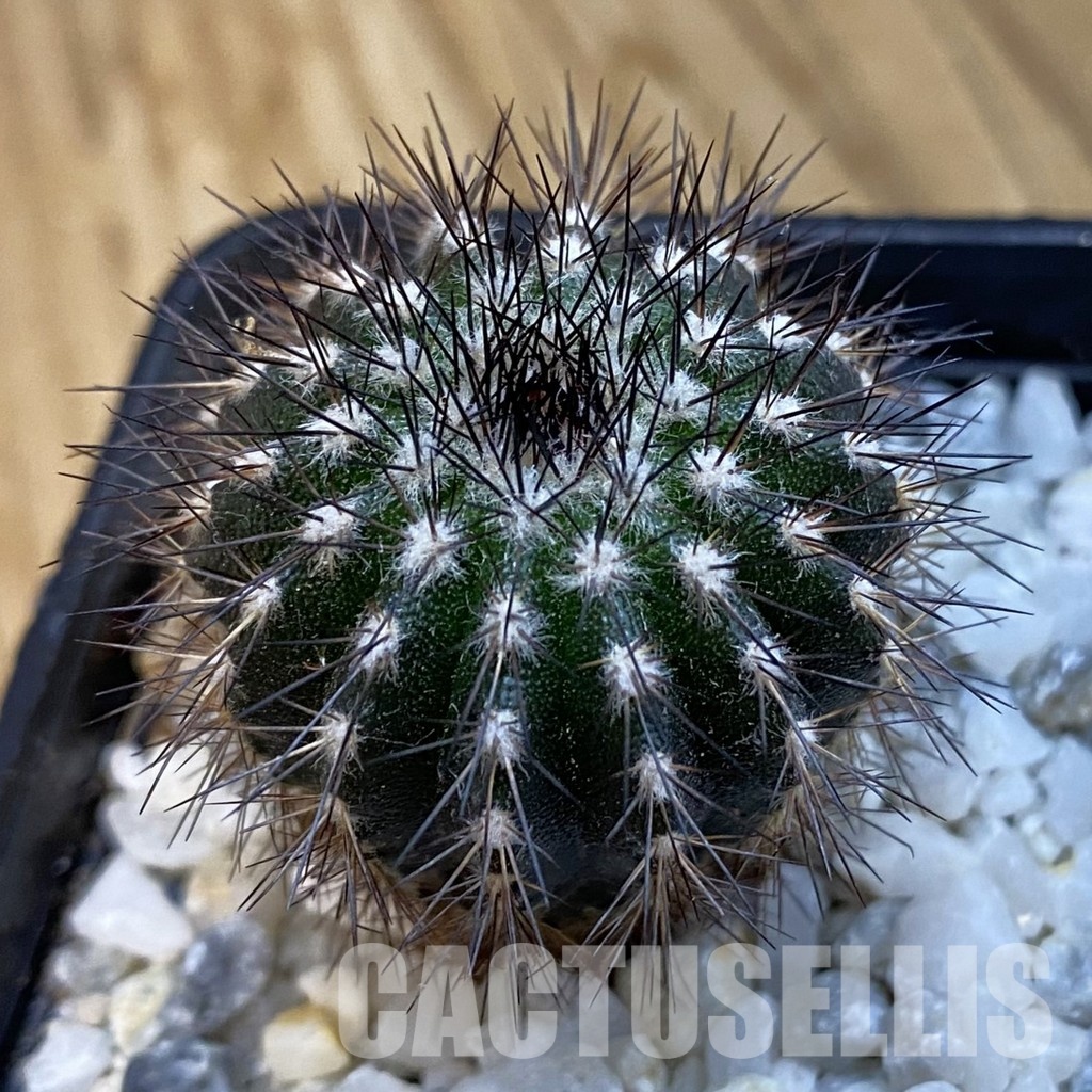 SH34301 Uebelmannia pectinifera, seedling