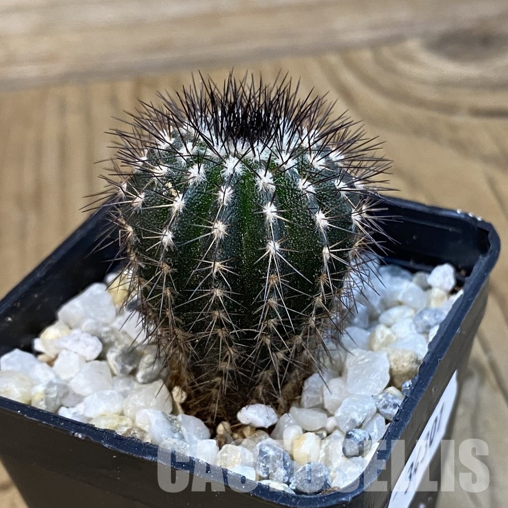 SH34301 Uebelmannia pectinifera, seedling - Image 2
