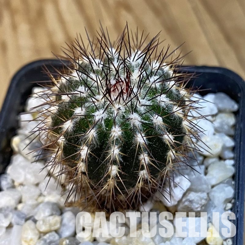 SH34302 Uebelmannia pectinifera, seedling