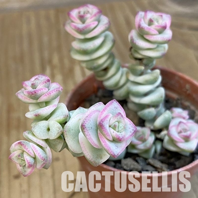 SH34303 Crassula marnieriana 'Fantasy' f. variegata