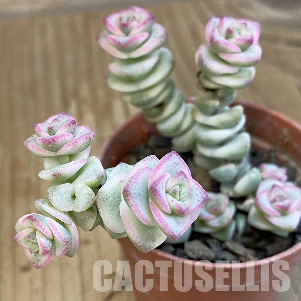 SH34303 Crassula marnieriana 'Fantasy' f. variegata