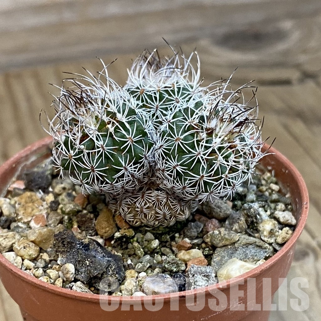 SH34285 Turbinicarpus krainzianus - Image 2
