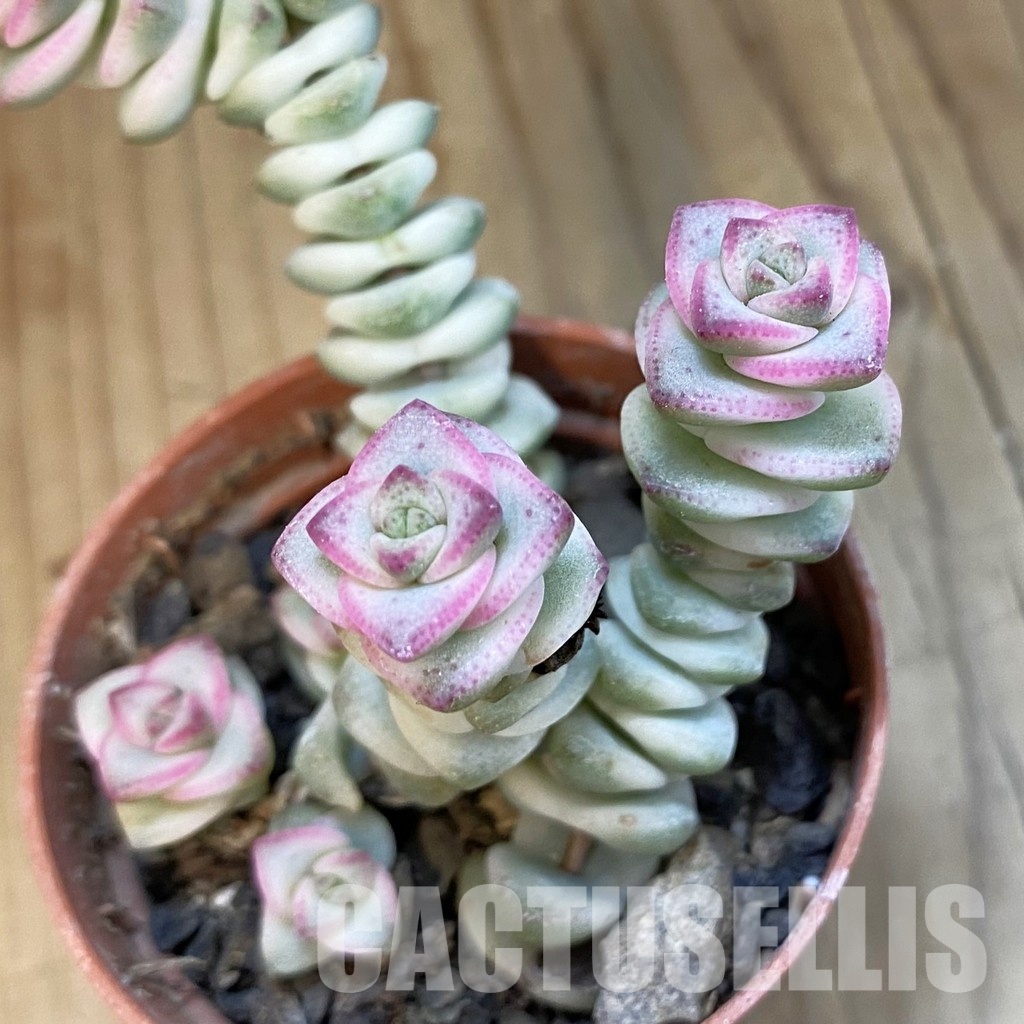 SH34303 Crassula marnieriana 'Fantasy' f. variegata - Image 2