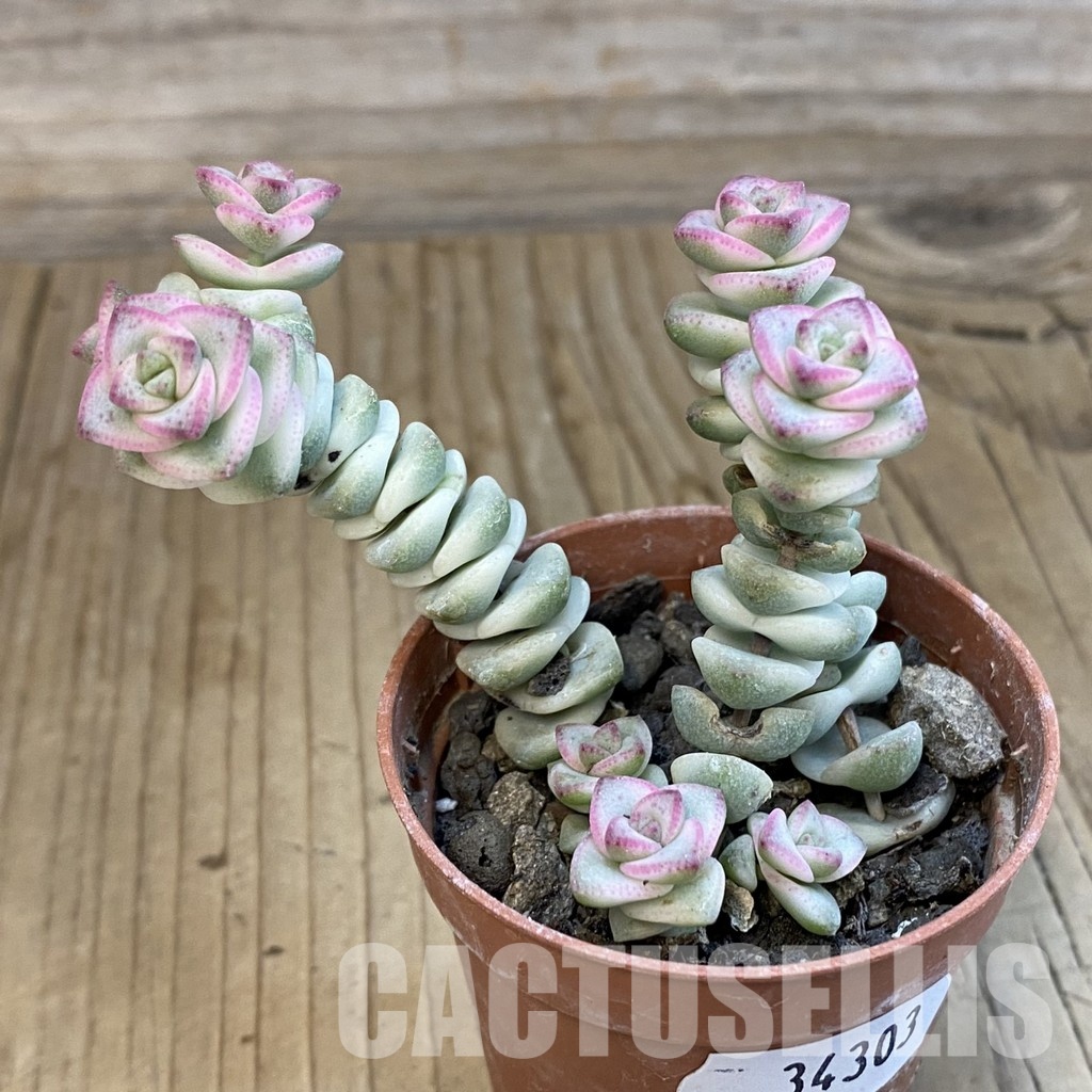 SH34303 Crassula marnieriana 'Fantasy' f. variegata - Image 3