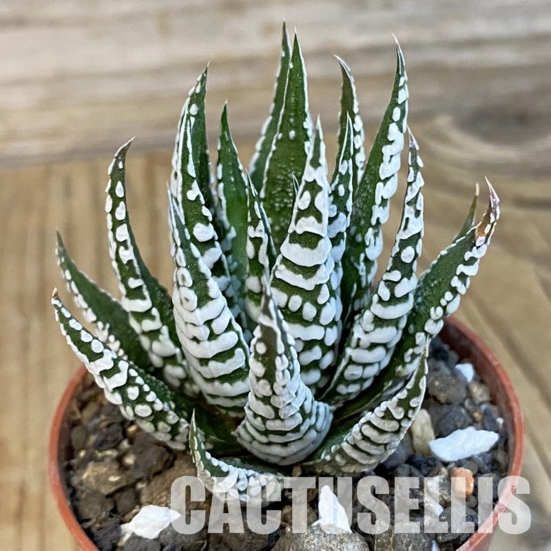 SH34305 Haworthia fasciata 'Alba'