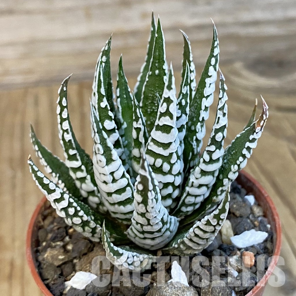 SH34305 Haworthia fasciata 'Alba'