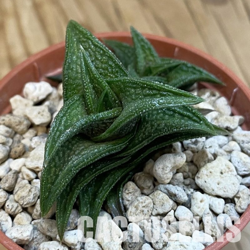 SH34306 Haworthia nigra -just E Adelaide-