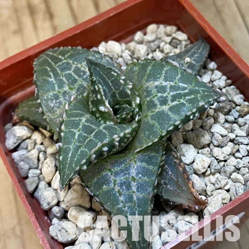 SH34307 Haworthia tessellata 'Fang'