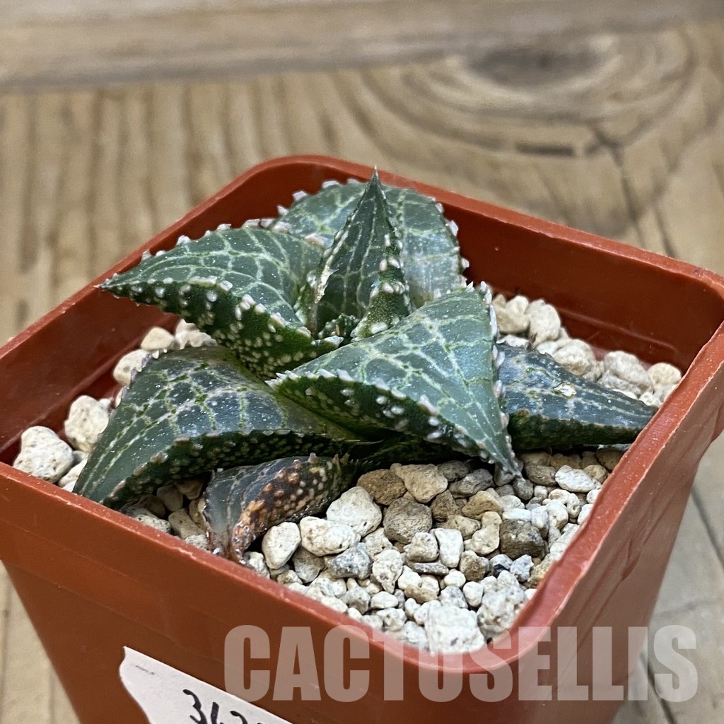 SH34307 Haworthia tessellata 'Fang' - Image 2