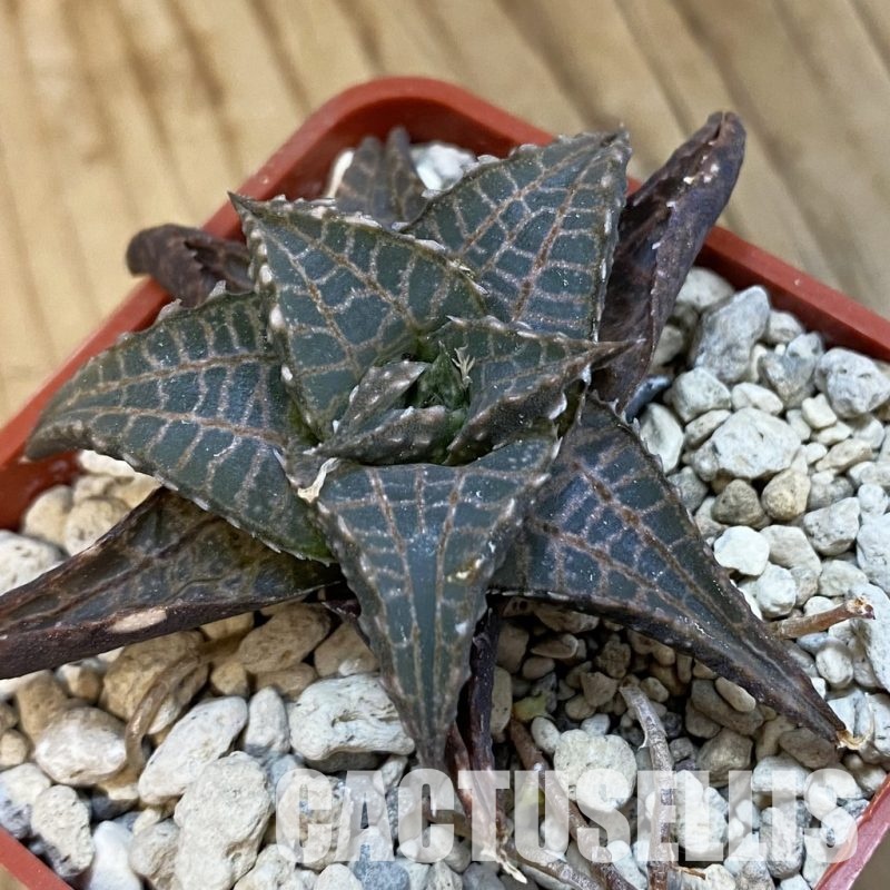 SH34308 Haworthia tessellata -Smorenskadu-
