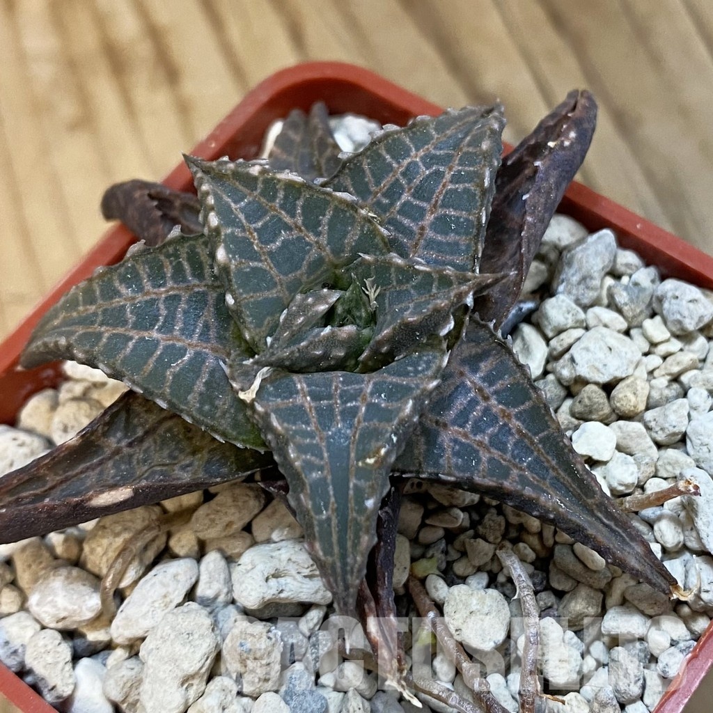 SH34308 Haworthia tessellata -Smorenskadu-