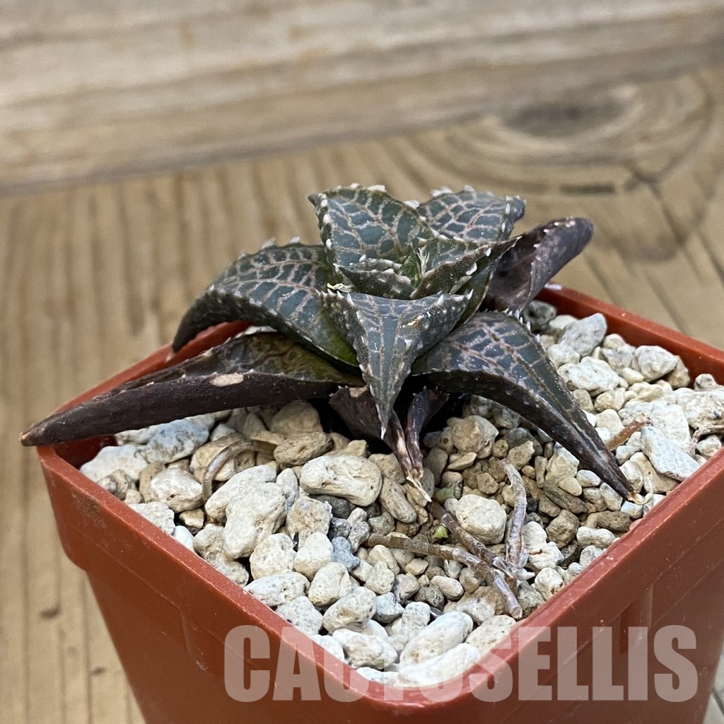 SH34308 Haworthia tessellata -Smorenskadu- - Obrázek 2