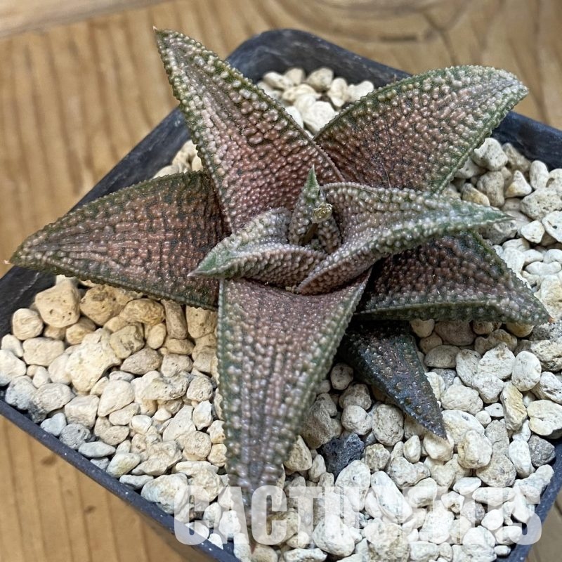 SH34309 Haworthia koelmaniorum hybrid -Japan-